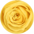 Amarillo vivo