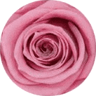 Flor del cerezo