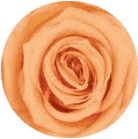 Melocotón