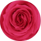 Rosa oscuro