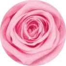 Rosa pastel