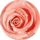 Rosa vintage